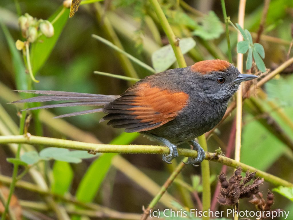 Slaty Spinetail, Guápiles, Costa Rica