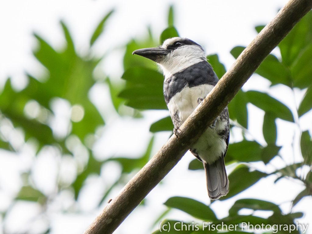 White-necked Puffbird, EARTH University, Guácimo, Costa Rica