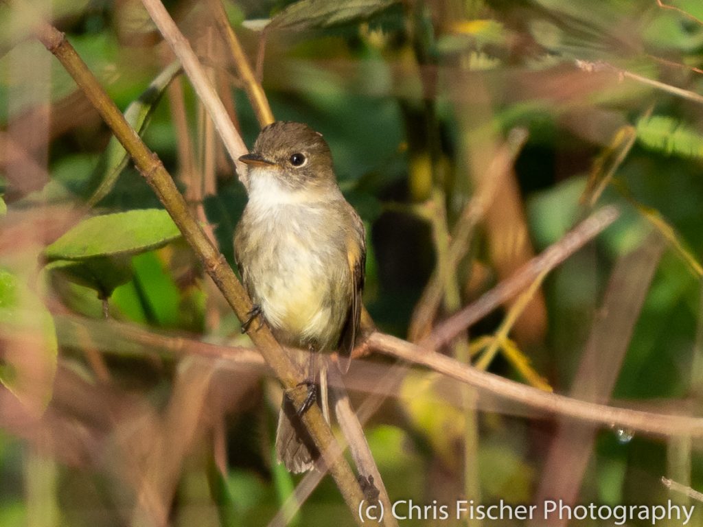 White-throated Flycatcher, Guápiles, Costa Rica