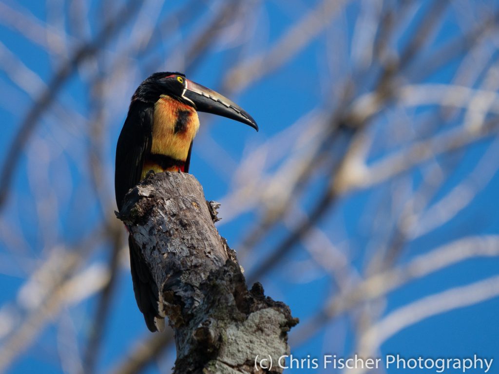 Collared Aracari, Curú National Wildlife Refuge, Costa Rica