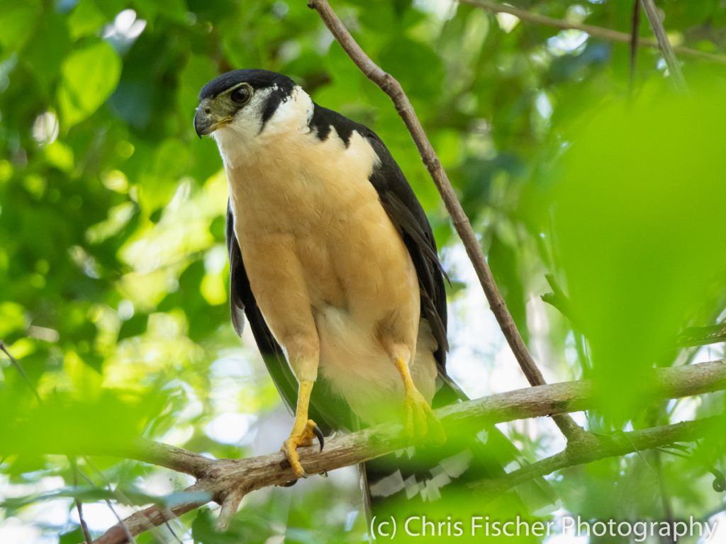 Collared Forest-Falcon, Curú National Wildlife Refuge, Costa Rica