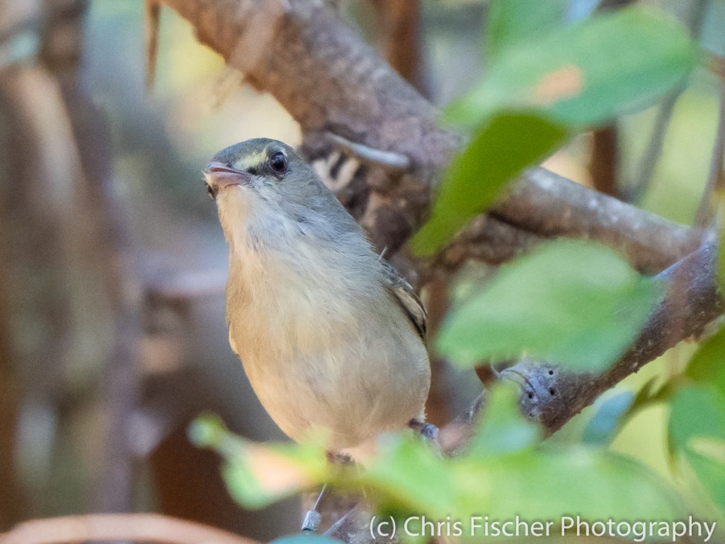 Mangrove Vireo, Curú National Wildlife Refuge, Costa Rica