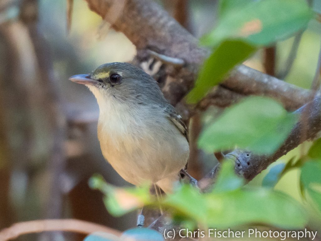 Mangrove Vireo, Curú National Wildlife Refuge, Costa Rica