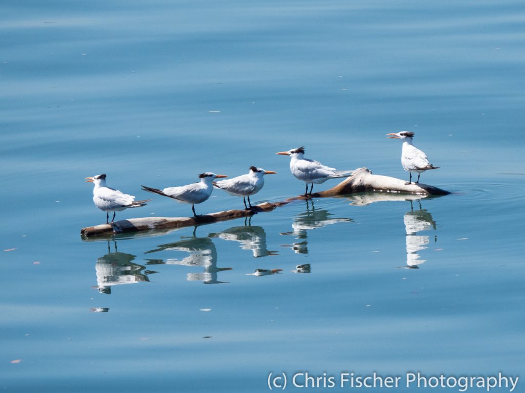 Royal Terns, Gulf of Nicoya, Costa Rica