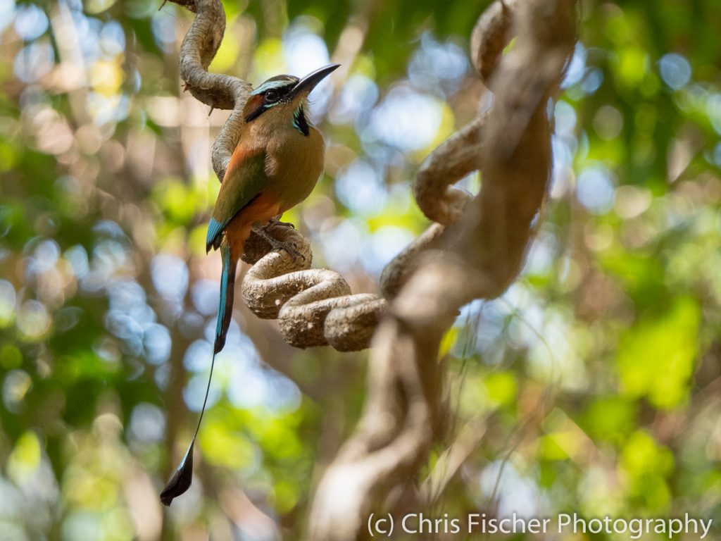 Turquoise-browed Motmot, Curú National Wildlife Refuge, Costa Rica