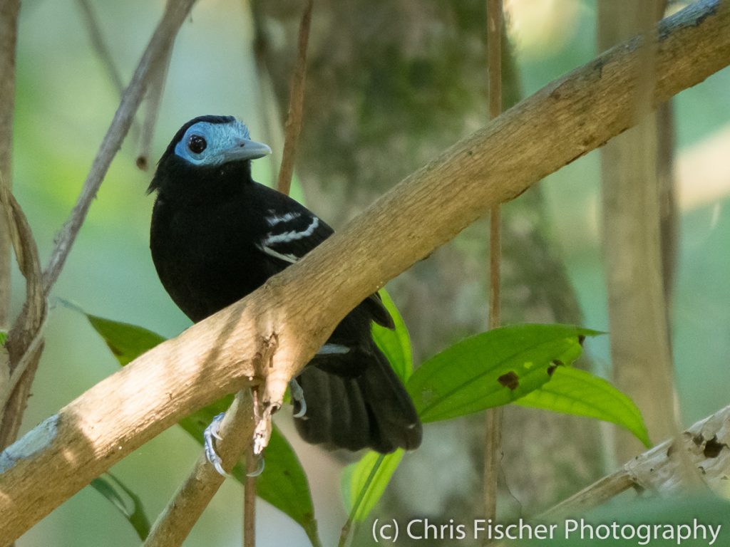 Bare-crowned Antbird, Caño Negro Wildlife Refuge, Costa Rica