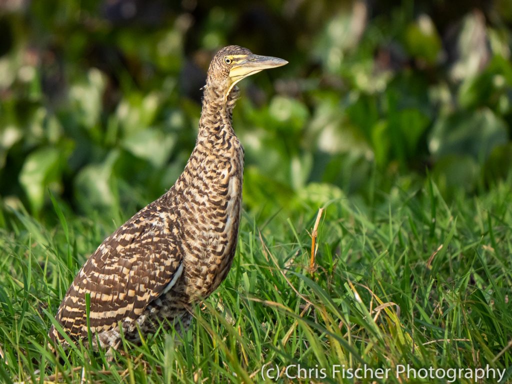 Bare-throated Tiger-Heron, Medio Queso Wetlands, Los Chiles, Costa Rica