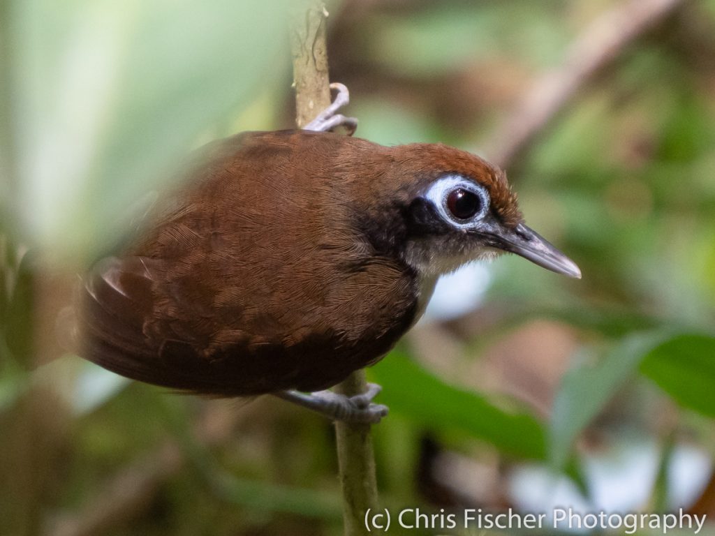 Bicolored Antbird, Las Heliconias Rainforest Lodge, Bijagua, Costa Rica