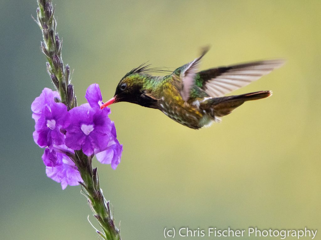 Black-crested Coquette, Bird Songs Gardens, Bijagua, Costa Rica