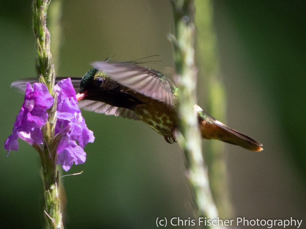 Black-crested Coquette, Las Heliconias Rainforest Lodge, Bijagua, Costa Rica