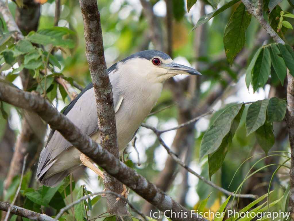 Black-crowned Night-Heron, Medio Queso Wetlands, Los Chiles, Costa Rica