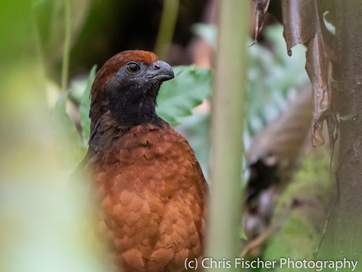 Black-eared Wood-Quail, Celeste Mountain Lodge, Bijagua, Costa Rica