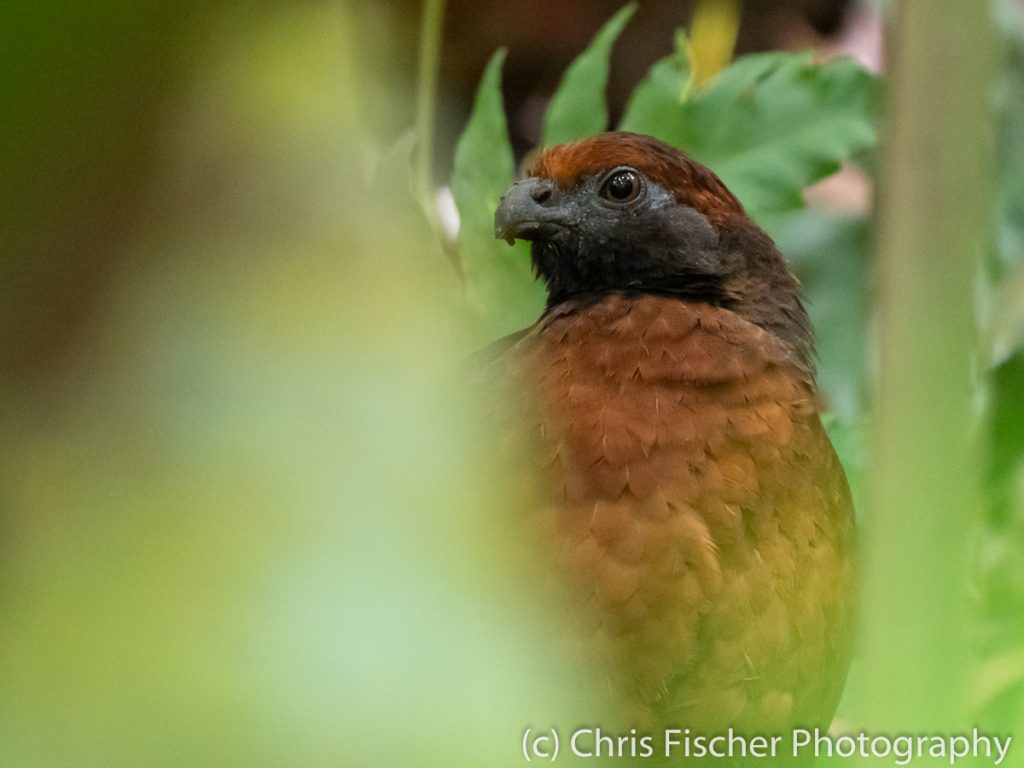 Black-eared Wood-Quail, Celeste Mountain Lodge, Bijagua, Costa Rica