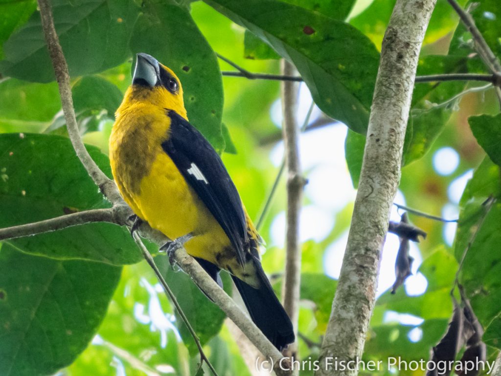 Black-thighed Grosbeak, Celeste Mountain Lodge, Bijagua, Costa Rica