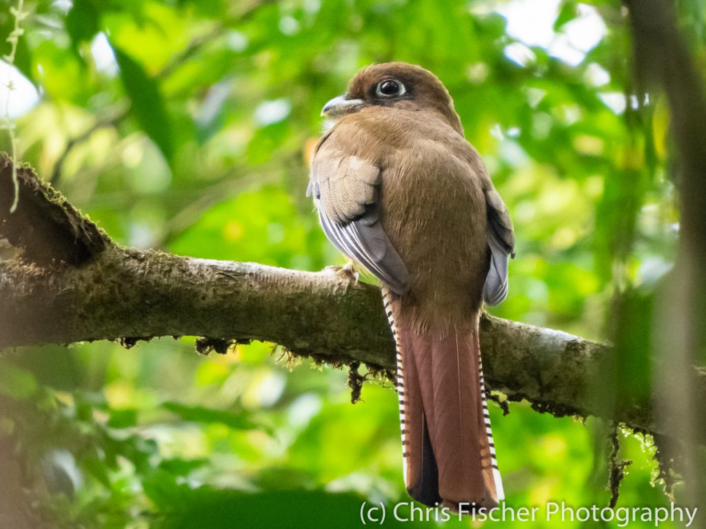 Black-throated Trogon, Celeste Mountain Lodge, Bijagua, Costa Rica