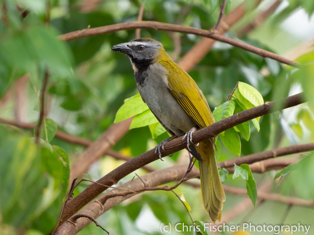 Buff-throated Saltator, Posada Rural Oasis, Caño Negro Wildlife Refuge, Costa Rica