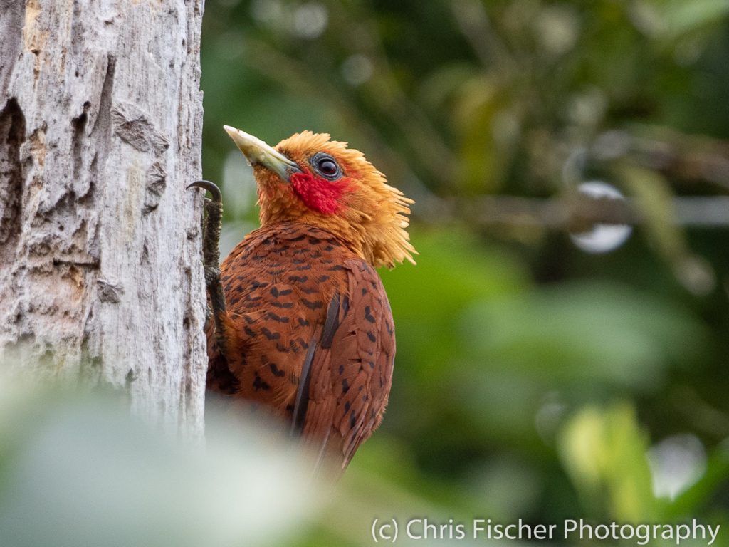 Chestnut-colored Woodpecker, Caño Negro Wildlife Refuge, Costa Rica