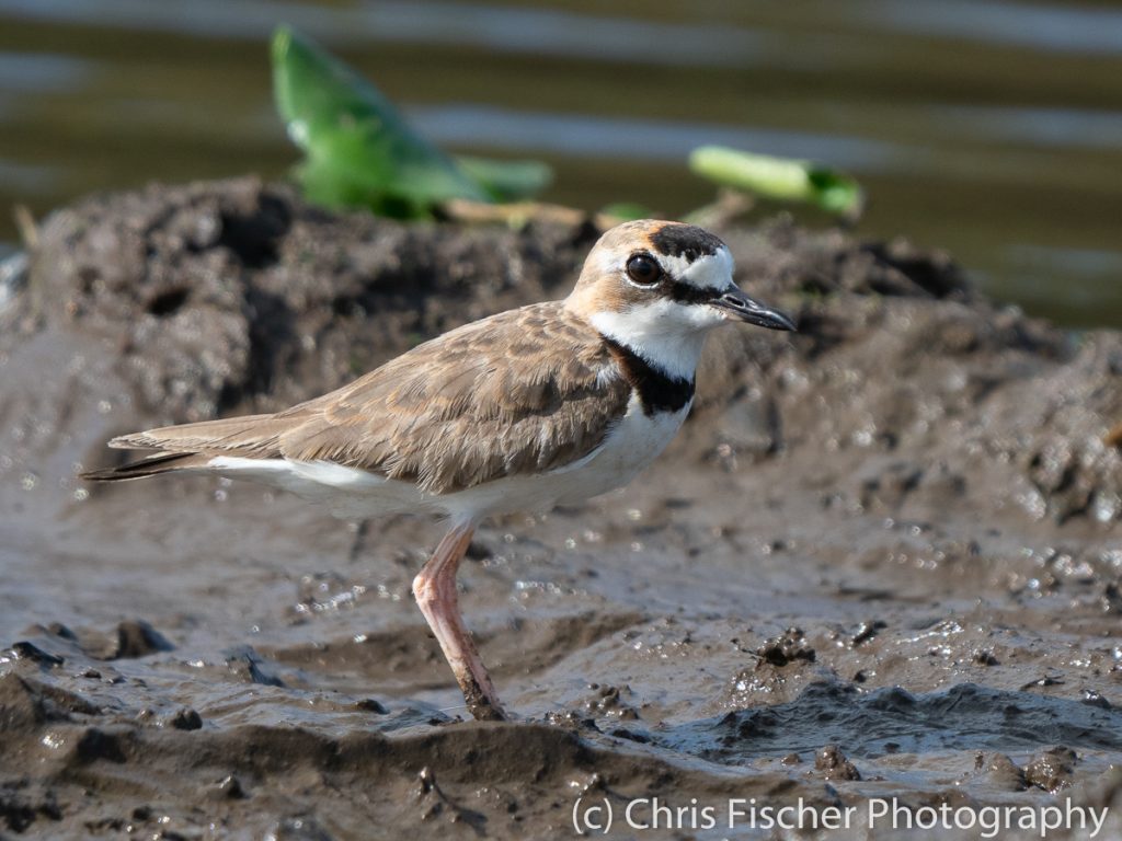 Collared Plover, Caño Negro Wildlife Refuge, Costa Rica