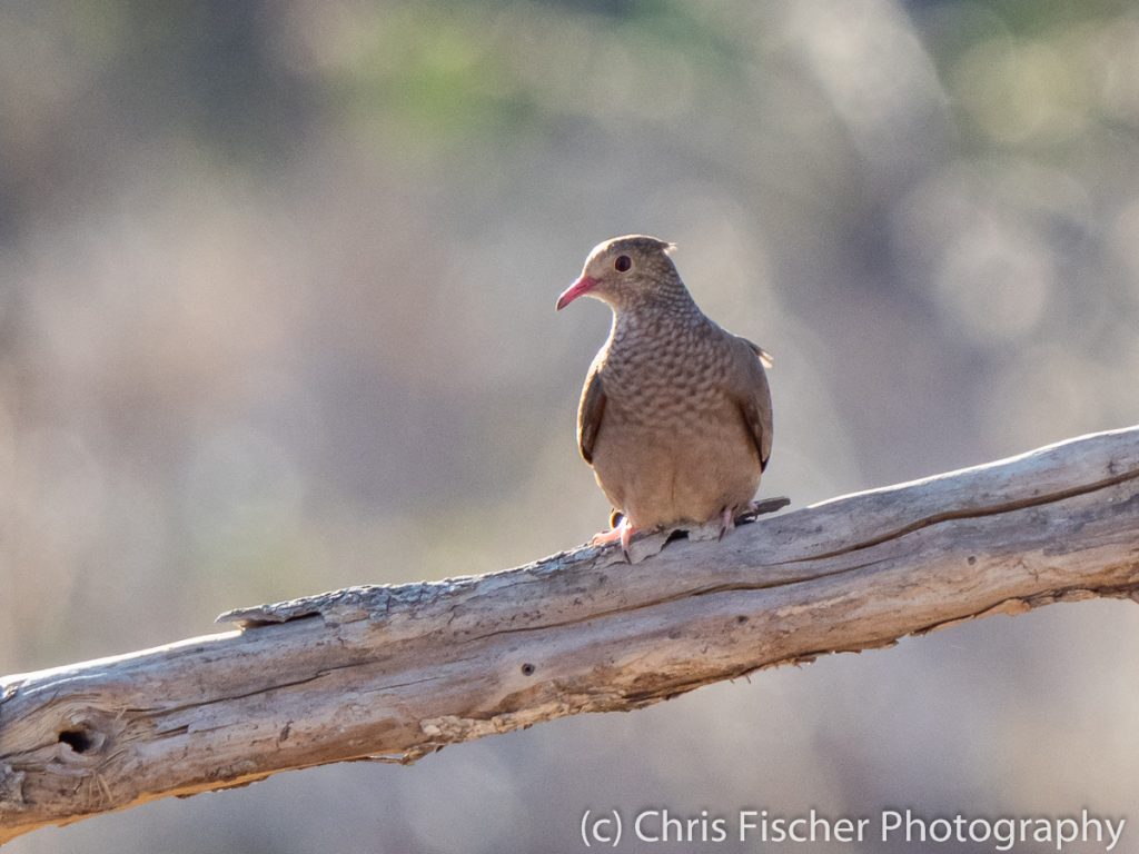 Plain-breasted Ground-Dove, Lomas de Barbudal Reserve, Costa Rica