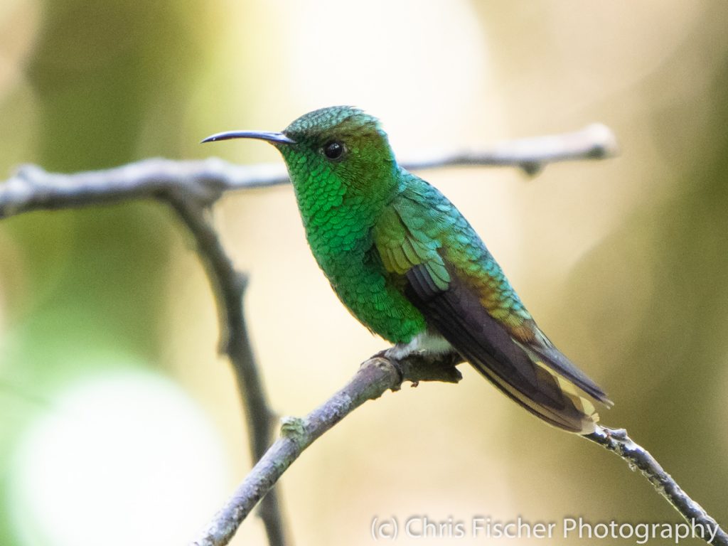 Coppery-headed Emerald, Las Heliconias Rainforest Lodge, Bijagua, Costa Rica