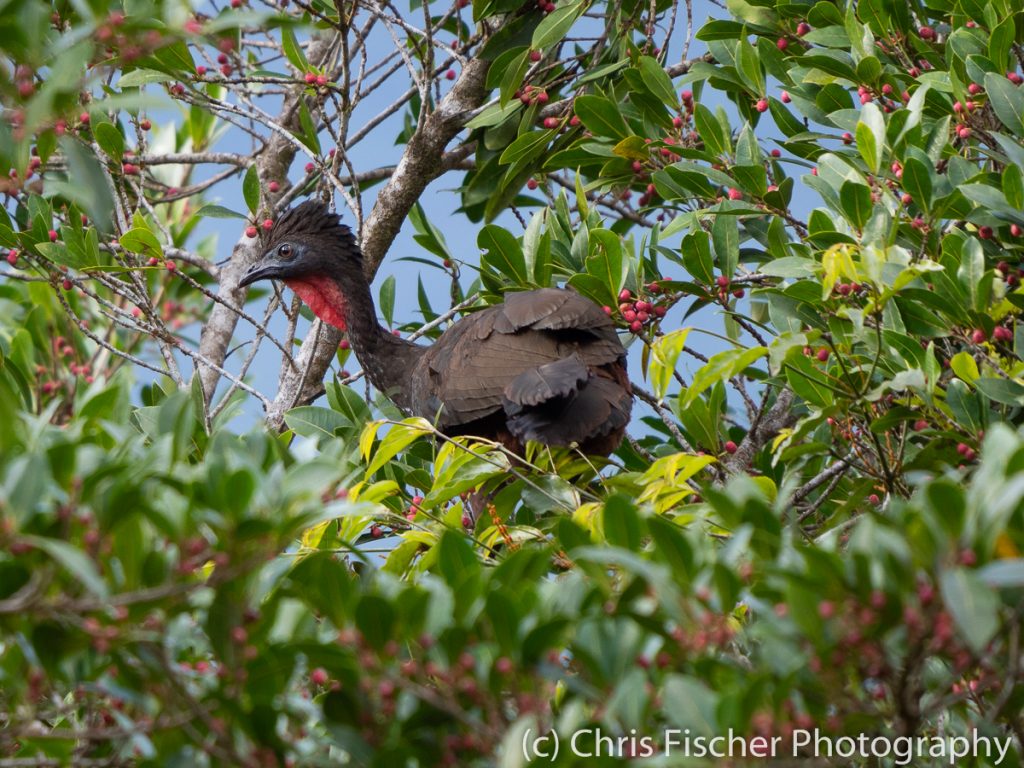 Crested Guan, Las Heliconias Rainforest Lodge, Bijagua, Costa Rica