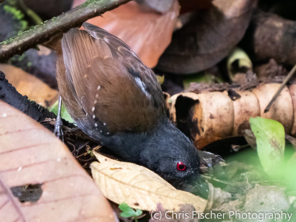 Dull-mantled Antbird, Celeste Mountain Lodge, Bijagua, Costa Rica