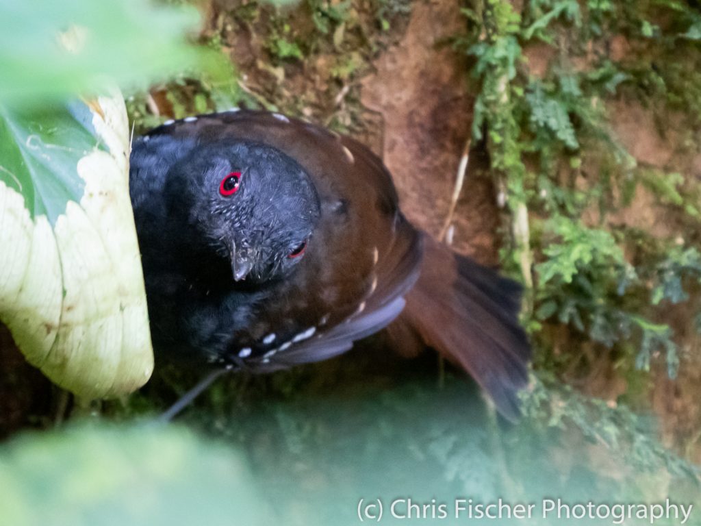 Dull-mantled Antbird, Celeste Mountain Lodge, Bijagua, Costa Rica