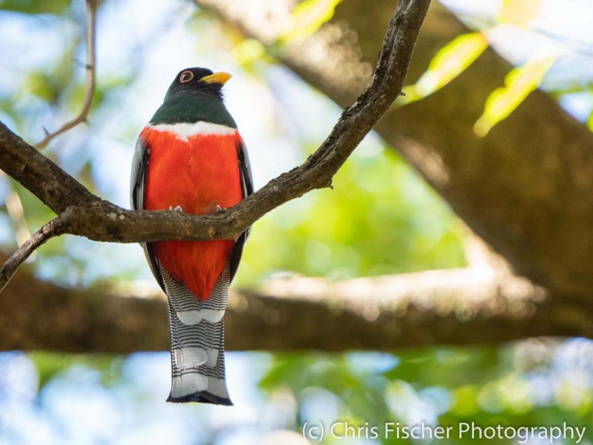 Elegant Trogon, Lomas de Barbudal Reserve, Costa Rica