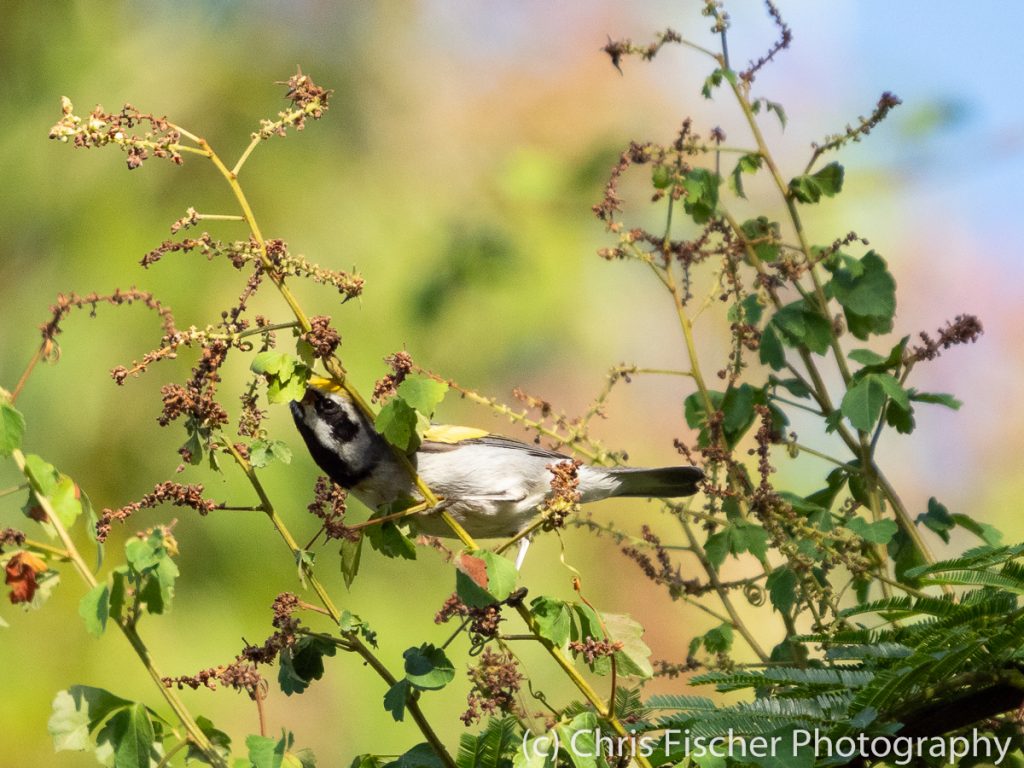 Golden-winged Warbler, Posada Rural Oasis, Caño Negro Wildlife Refuge, Costa Rica