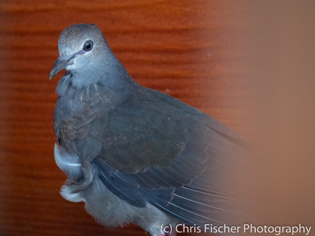 Gray-chested Dove, Las Heliconias Rainforest Lodge, Bijagua, Costa Rica