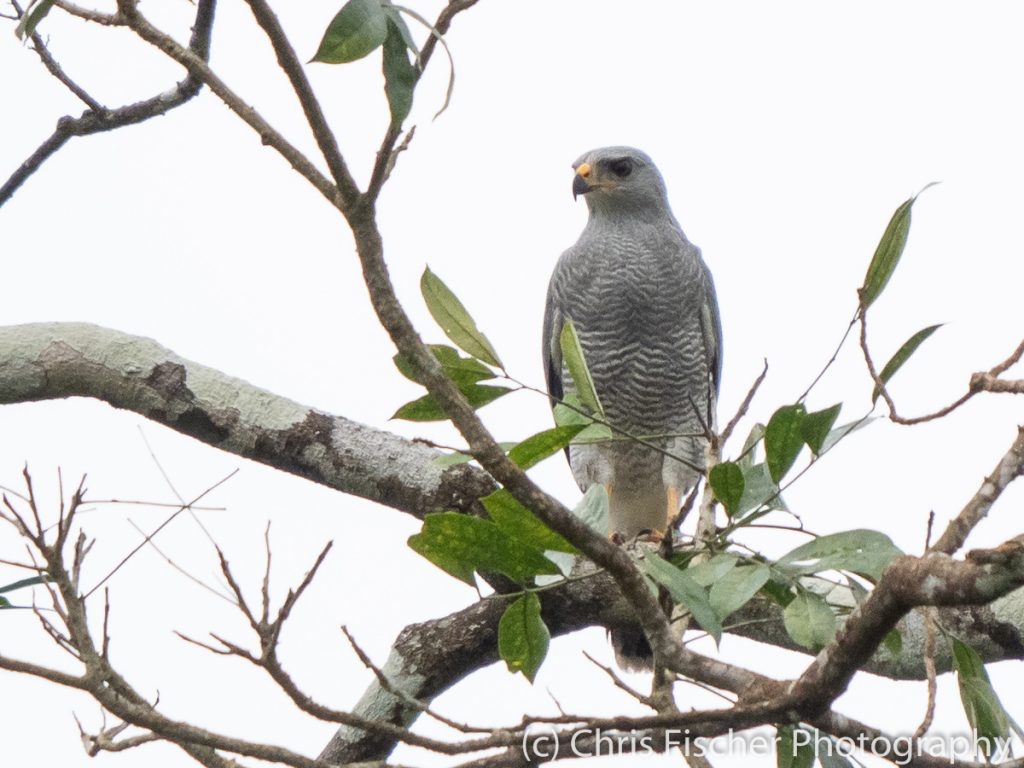 Gray Hawk, Hostel Casa Sarapiquí, Sarapiquí, Costa Rica