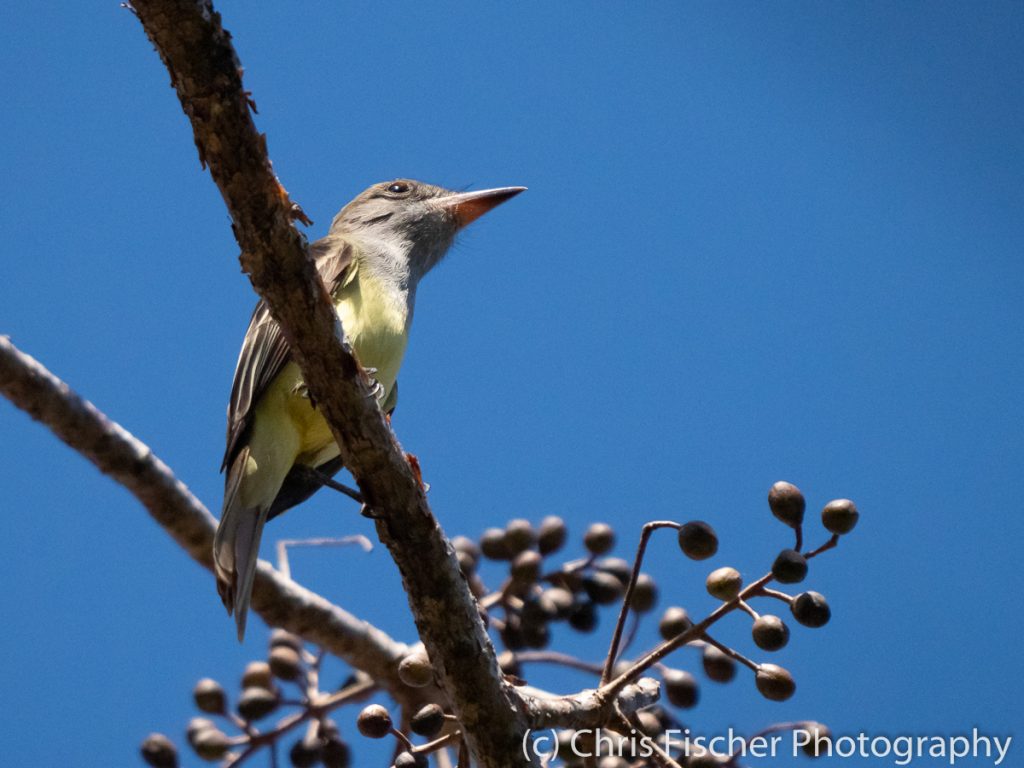 Great-crested Flycatcher, Lomas de Barbudal Reserve, Costa Rica