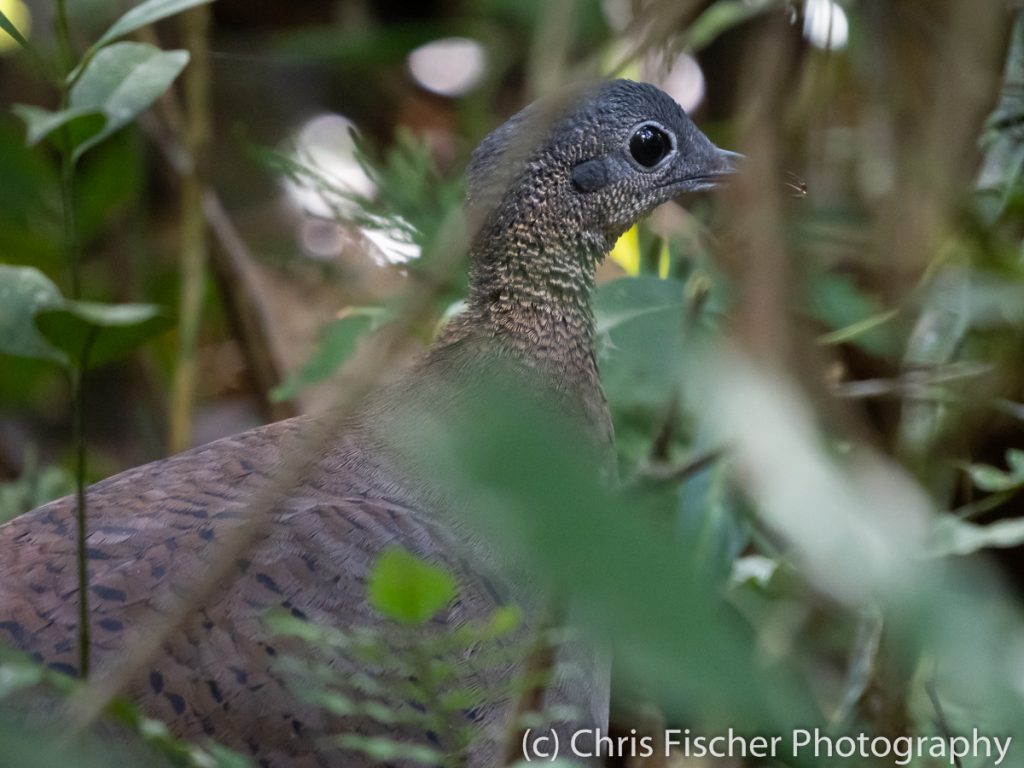 Great Tinamou, Las Heliconias Rainforest Lodge, Bijagua, Costa Rica