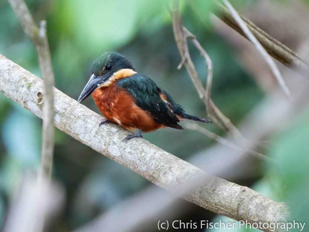 Green-and-rufous Kingfisher, Caño Negro Wildlife Refuge, Costa Rica