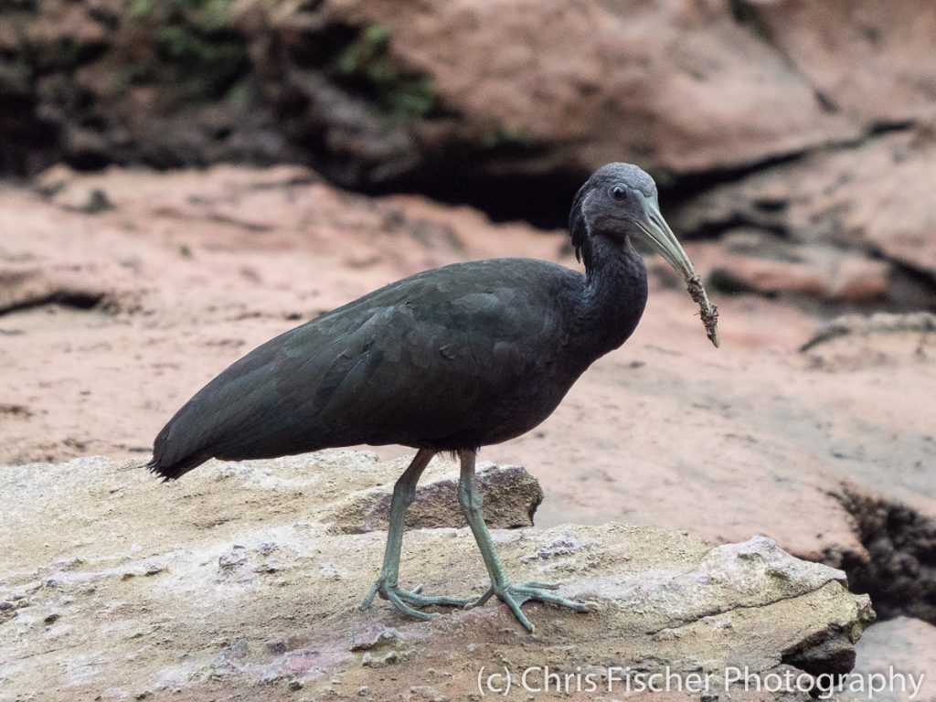 Green Ibis, Hostel Casa Sarapiquí, Sarapiquí, Costa Rica