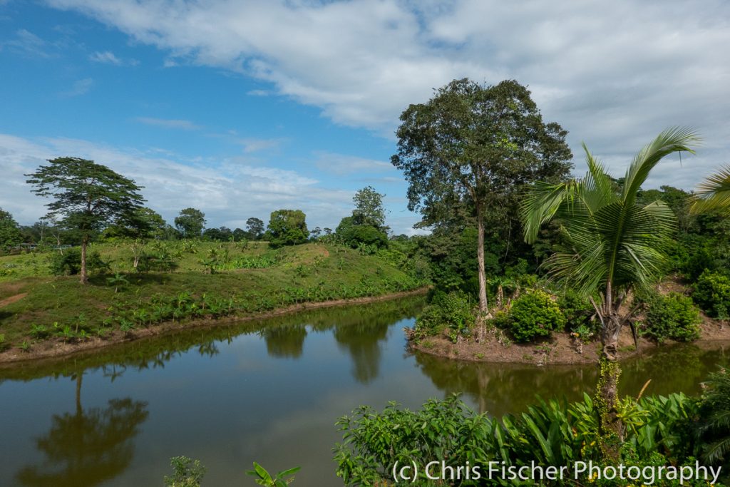 View of the pond from Hostel Casa Sarapiquí, Sarapiquí, Costa Rica