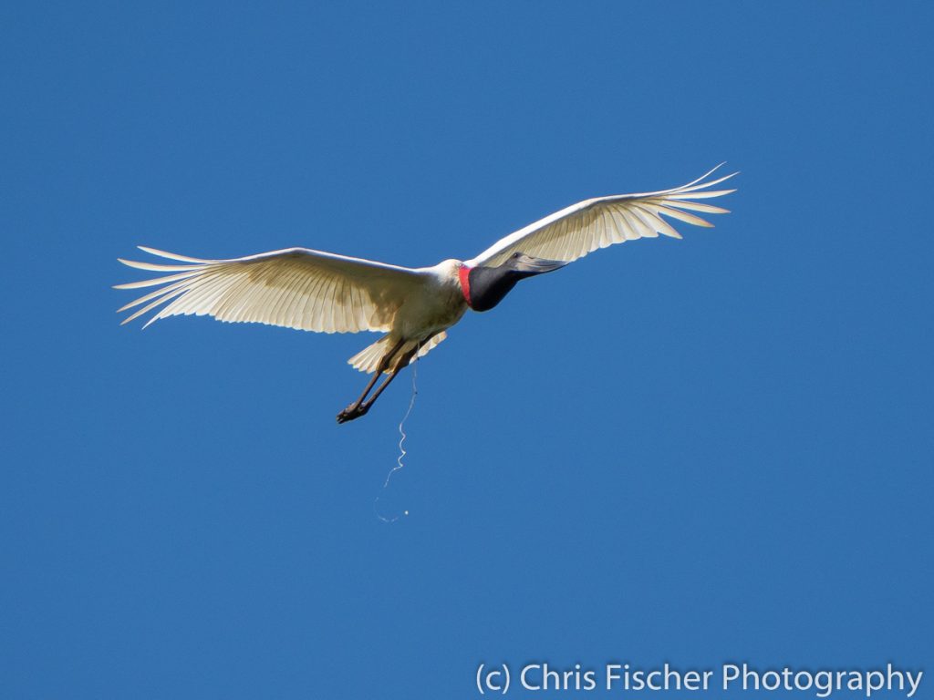 Jabiru, Caño Negro Wildlife Refuge, Costa Rica