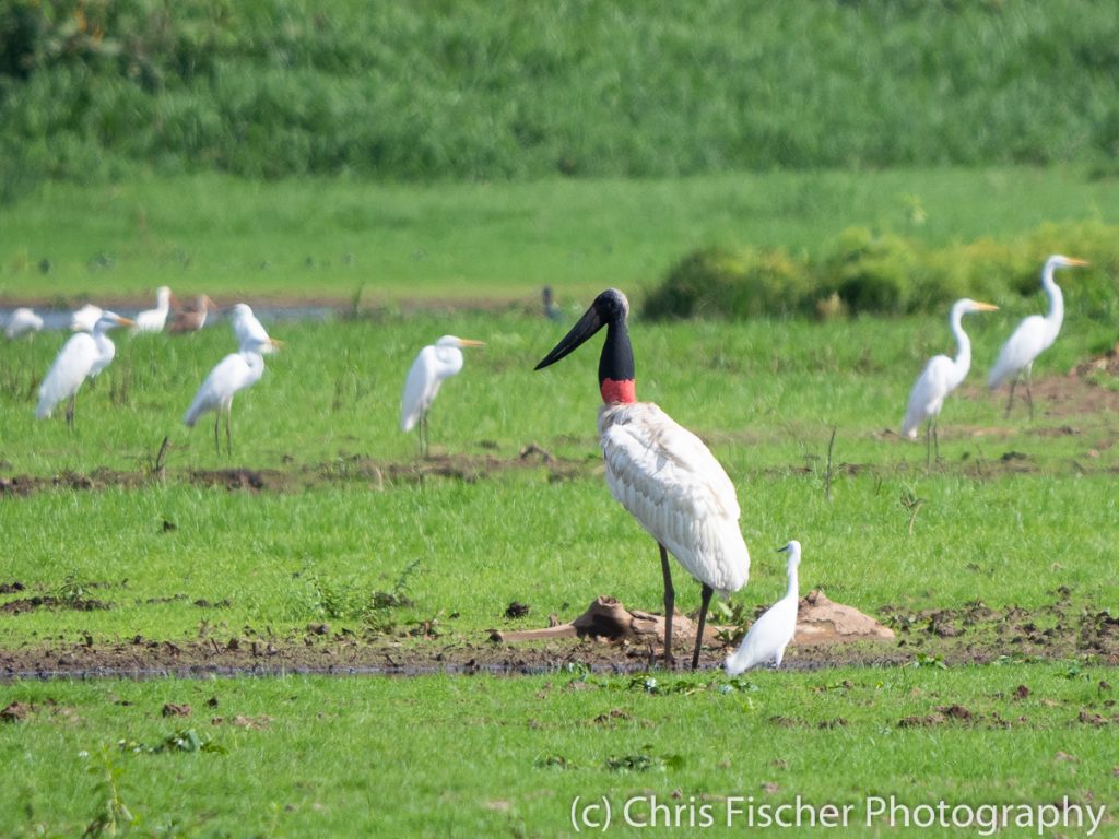 Jabiru, Caño Negro Wildlife Refuge, Costa Rica