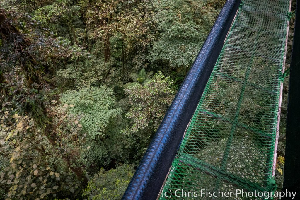 Hanging Bridge at Las Heliconias Rainforest Lodge, Bijagua, Costa Rica