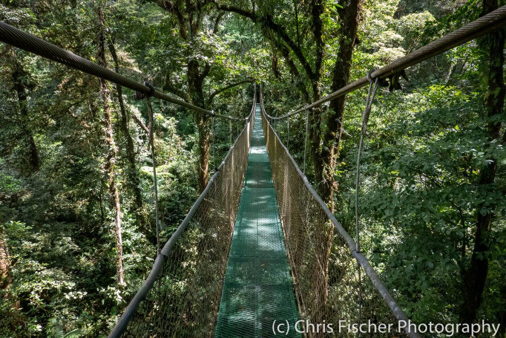 Hanging Bridge at Las Heliconias Rainforest Lodge, Bijagua, Costa Rica