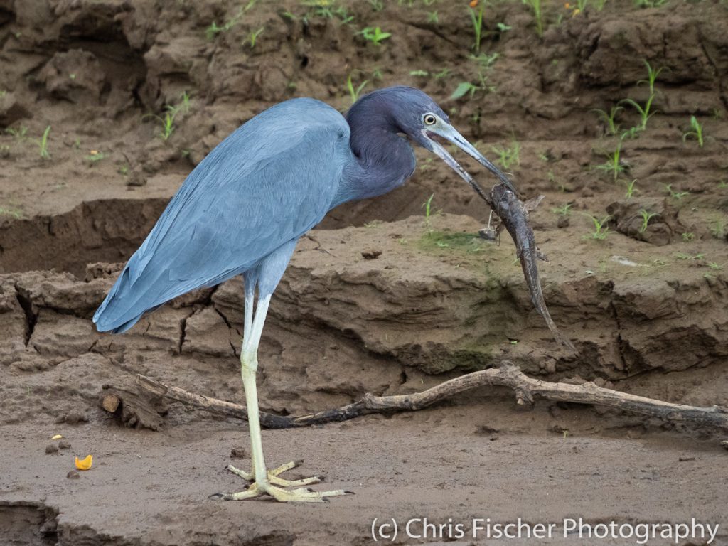 Little Blue Heron, Caño Negro Wildlife Refuge, Costa Rica