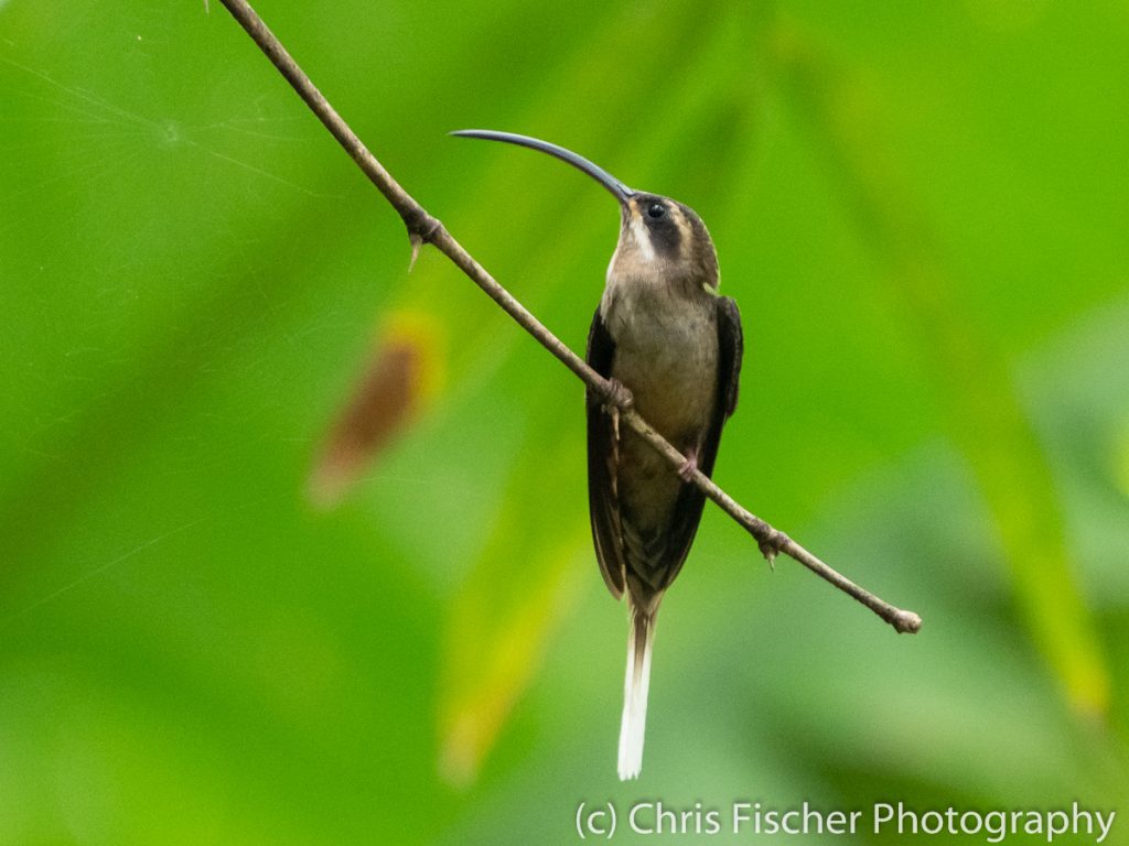 Long-billed Hermit, Hostel Casa Sarapiquí, Sarapiquí, Costa Rica