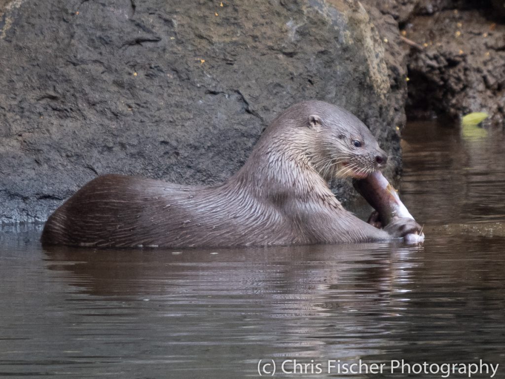 Neotropical Otter, Sarapiquí, Costa Rica