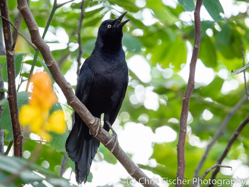 Nicaraguan Grackle, Caño Negro Wildlife Refuge, Costa Rica