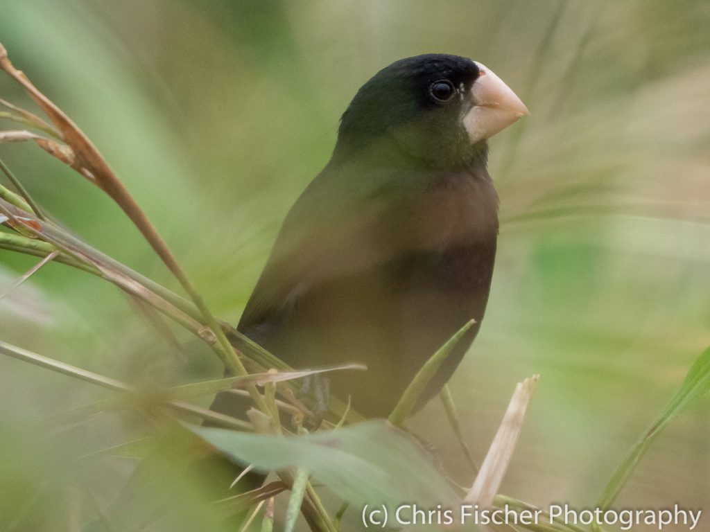 Nicaraguan Seed-Finch (male), Hostel Casa Sarapiquí, Sarapiquí, Costa Rica