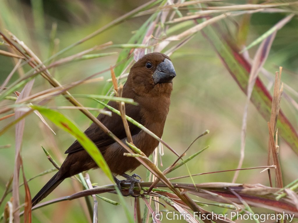 Nicaraguan Seed-Finch (female), Hostel Casa Sarapiquí, Sarapiquí, Costa Rica