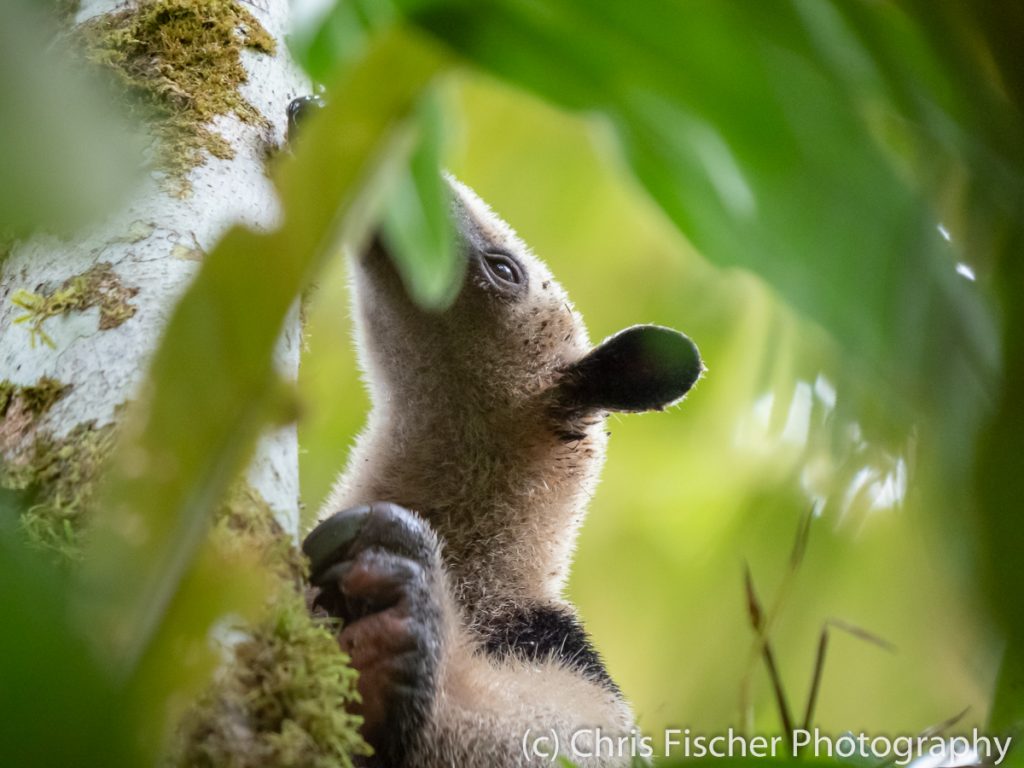 Northern Tamandua (anteater), Sarapiquí, Costa Rica