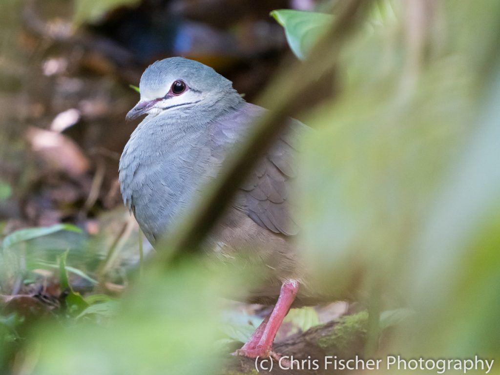 Purplish-backed Quail-Dove, Celeste Mountain Lodge, Bijagua, Costa Rica