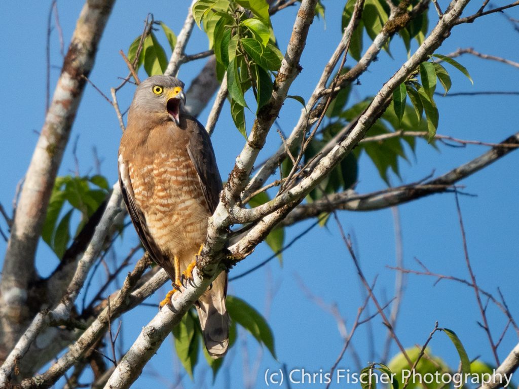 Roadside Hawk, Posada Rural Oasis, Caño Negro Wildlife Refuge, Costa Rica