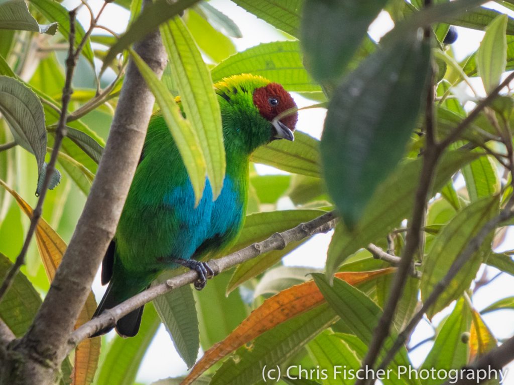 Rufous-winged Tanager, Celeste Mountain Lodge, Bijagua, Costa Rica